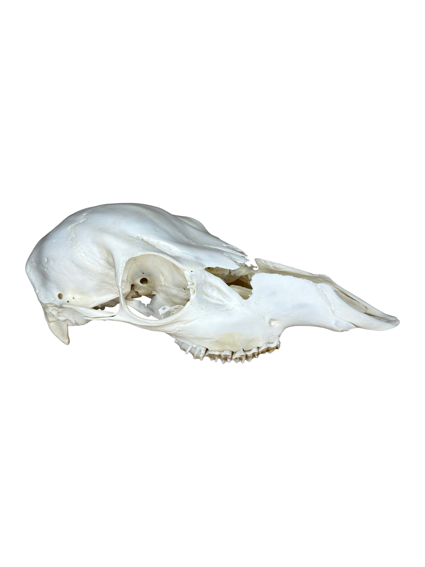 Rotwild Schädel Nr. 2