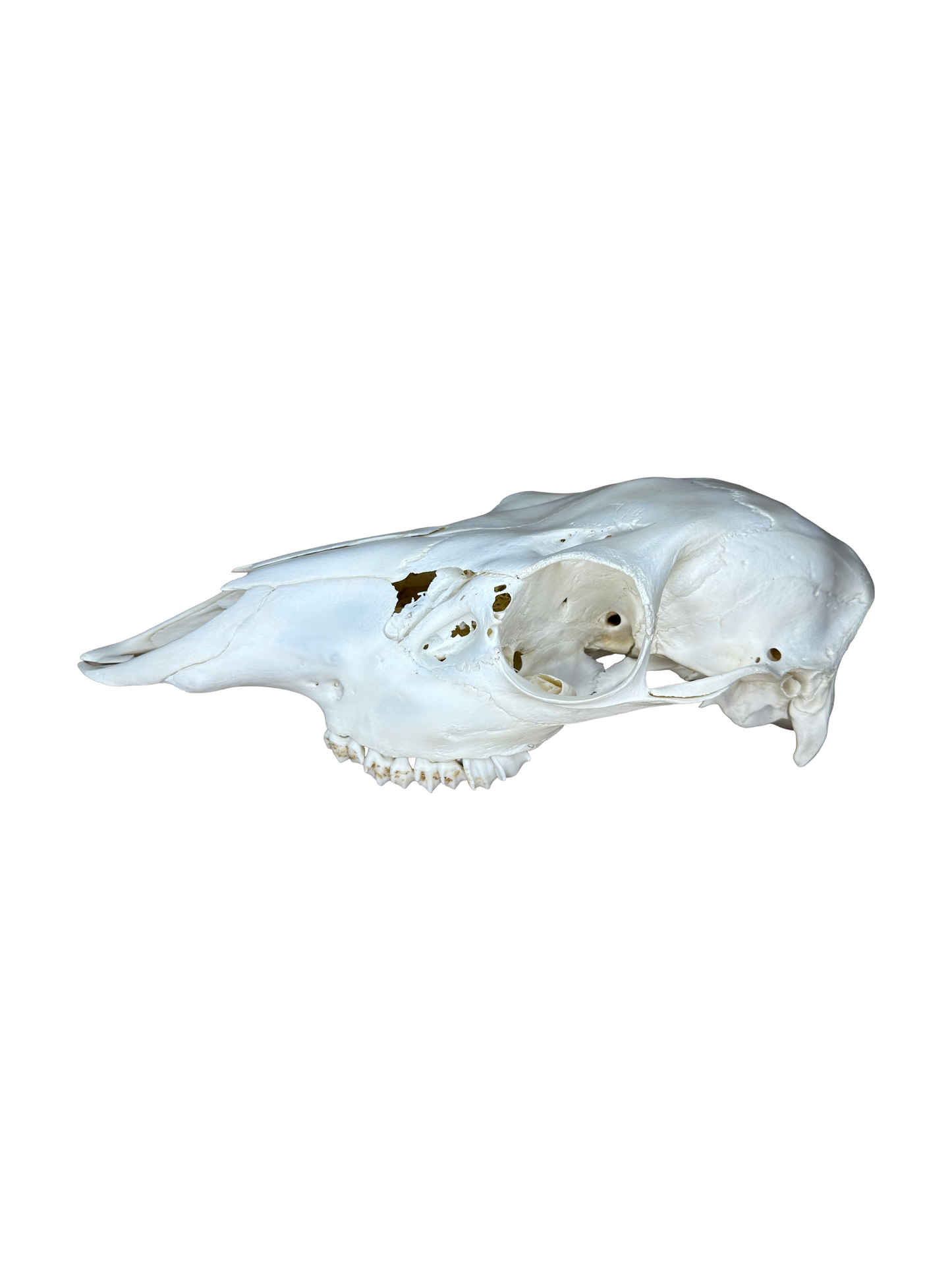 Crâne de cerf élaphe n° 2