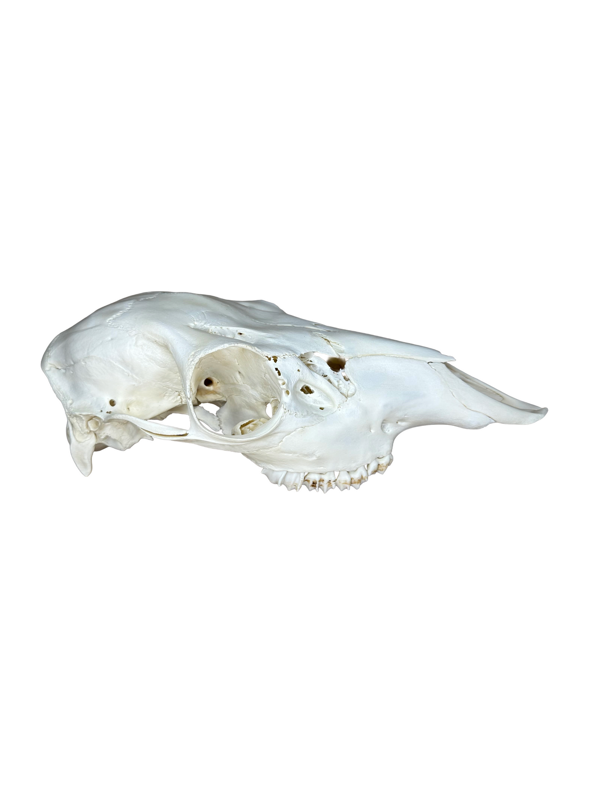 Crâne de cerf élaphe n° 2