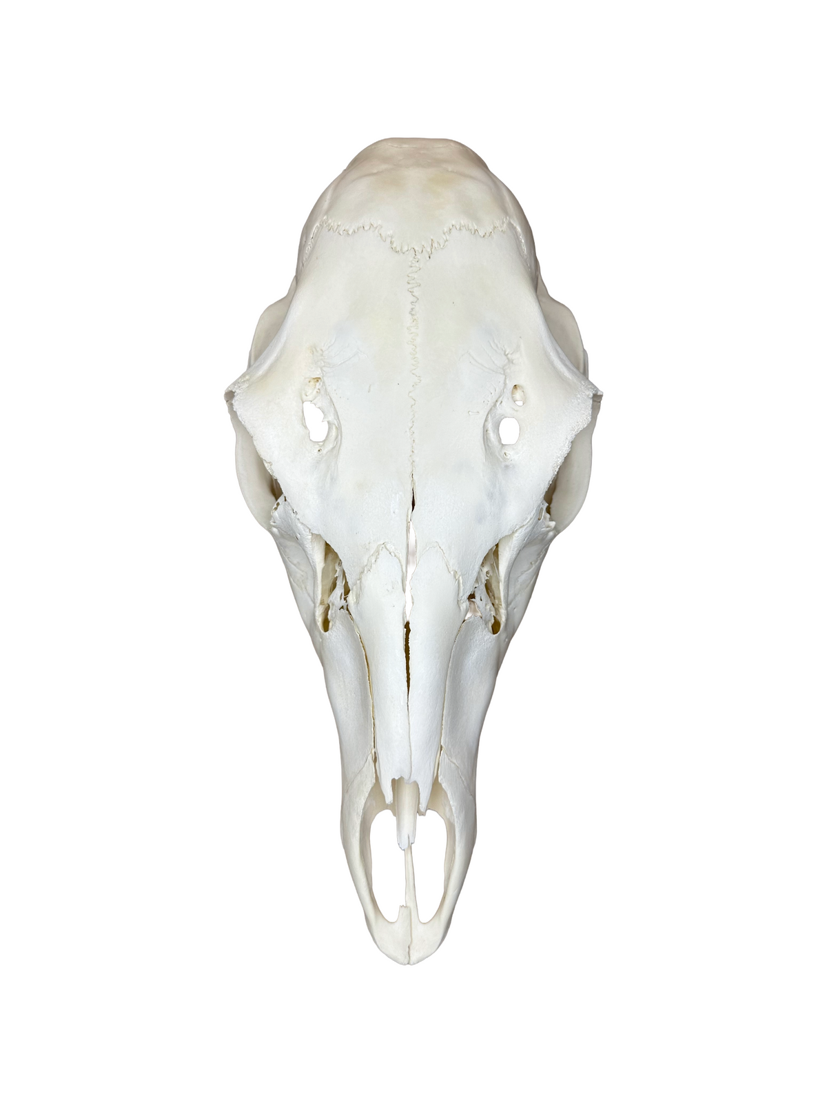Crâne de cerf élaphe n° 2