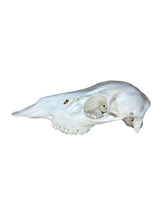 Crâne de cerf élaphe n° 2