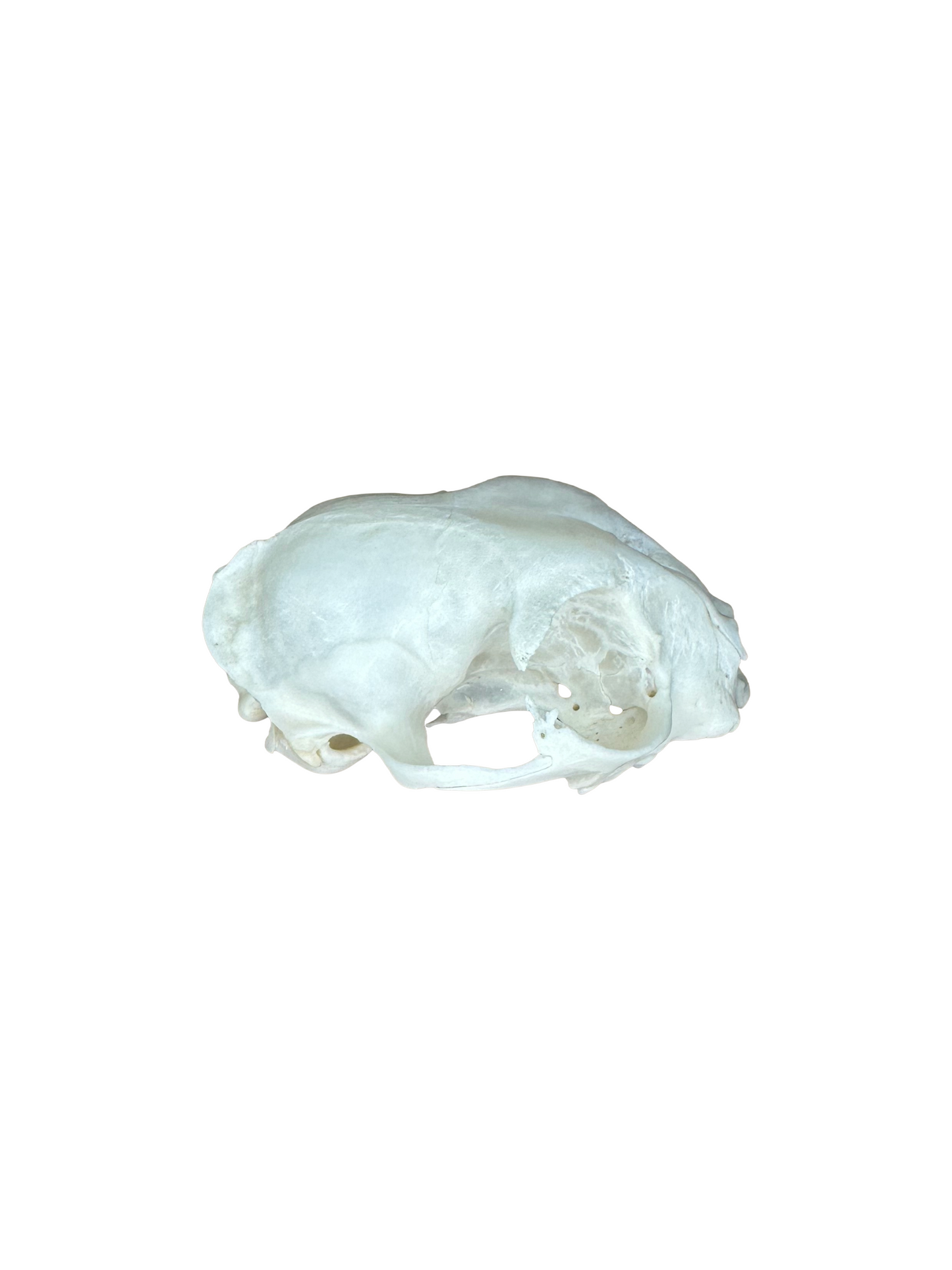Crâne de chat, deuxième choix, n° 1