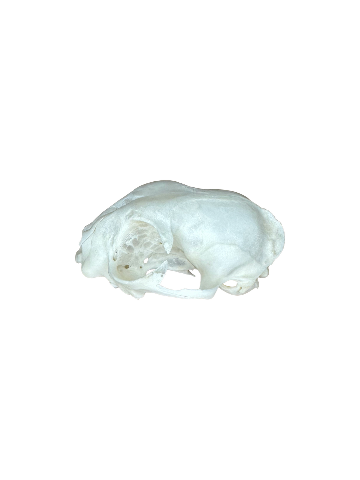 Crâne de chat, deuxième choix, n° 1