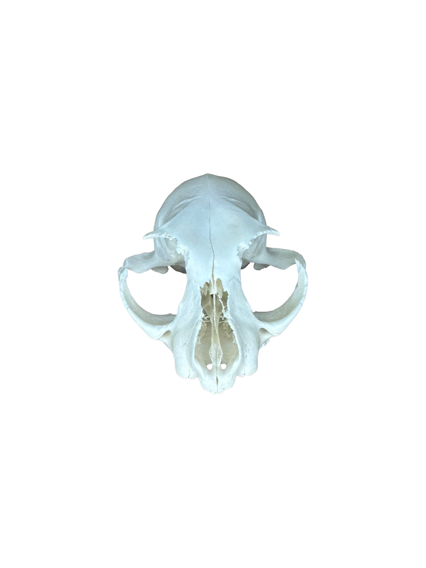 Cat skull, 2nd choice, No. 1