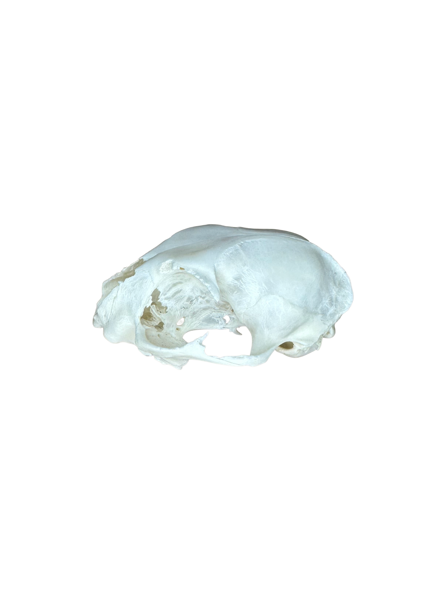 Cat skull, 2nd choice, No. 1