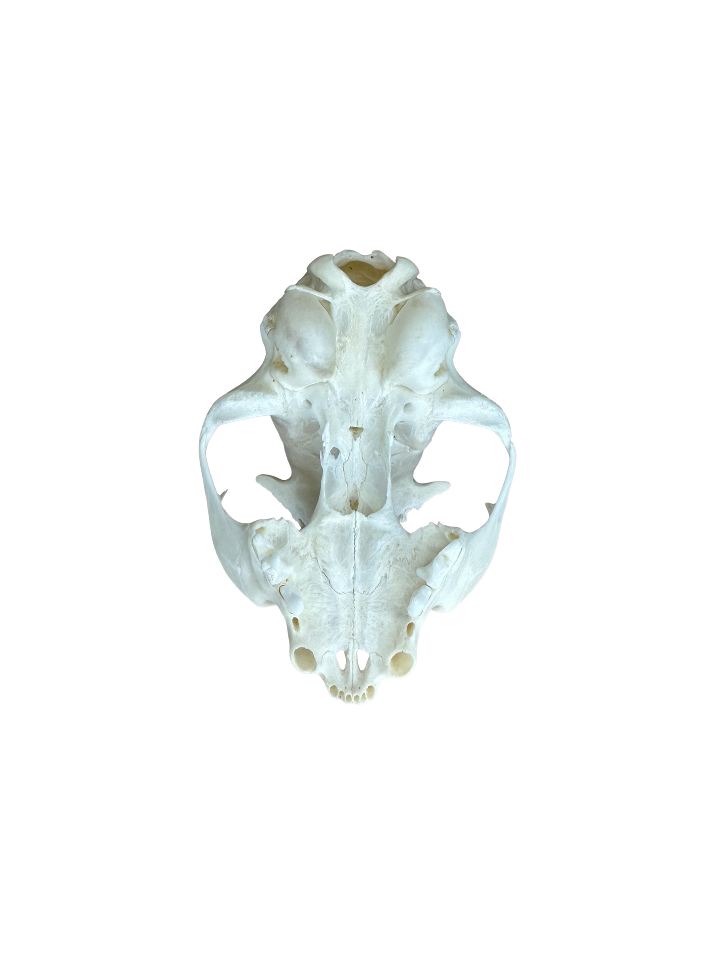 Cat skull, 2nd choice, No. 1