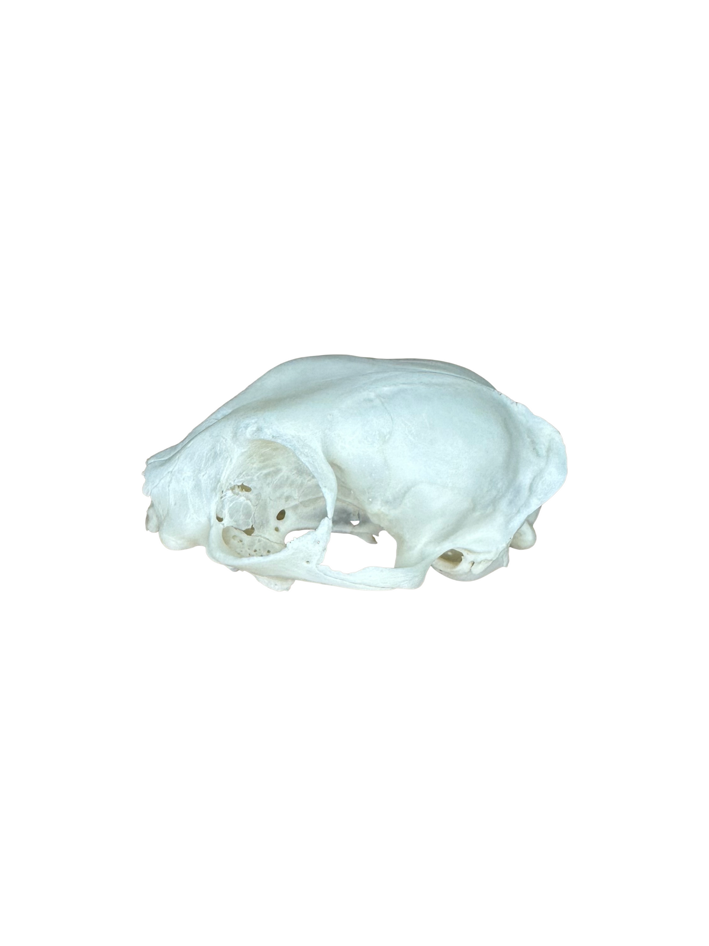 Katzen Schädel 2. Wahl Nr. 6