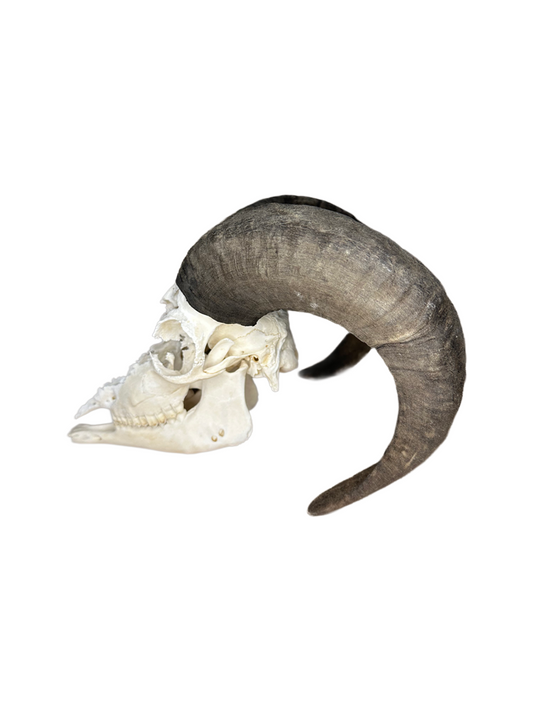 Soay Schaf Schädel Nr. 6 männlich
