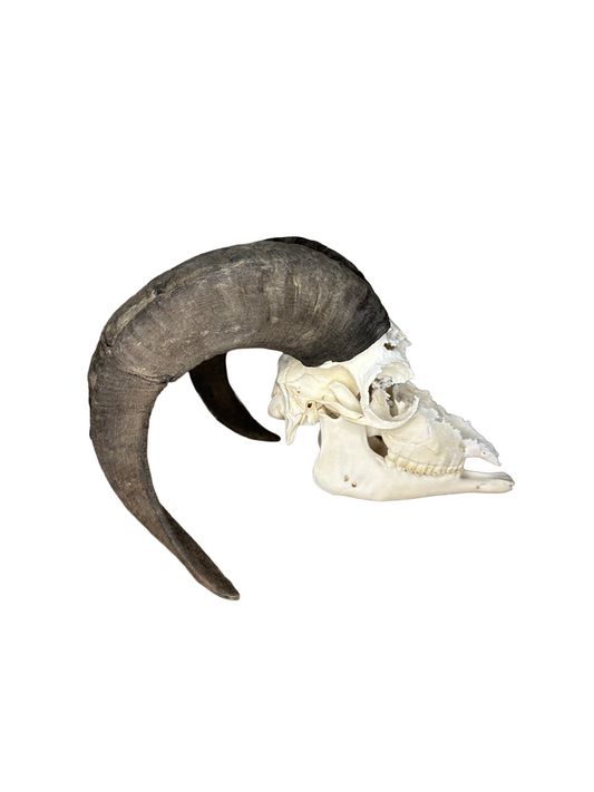 Soay Schaf Schädel Nr. 6 männlich