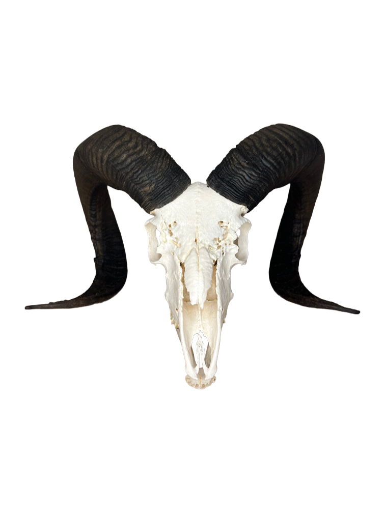 Soay Schaf Schädel Nr. 7 männlich