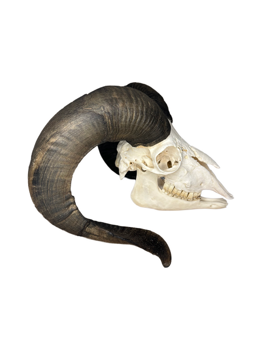 Soay Schaf Schädel Nr. 7 männlich