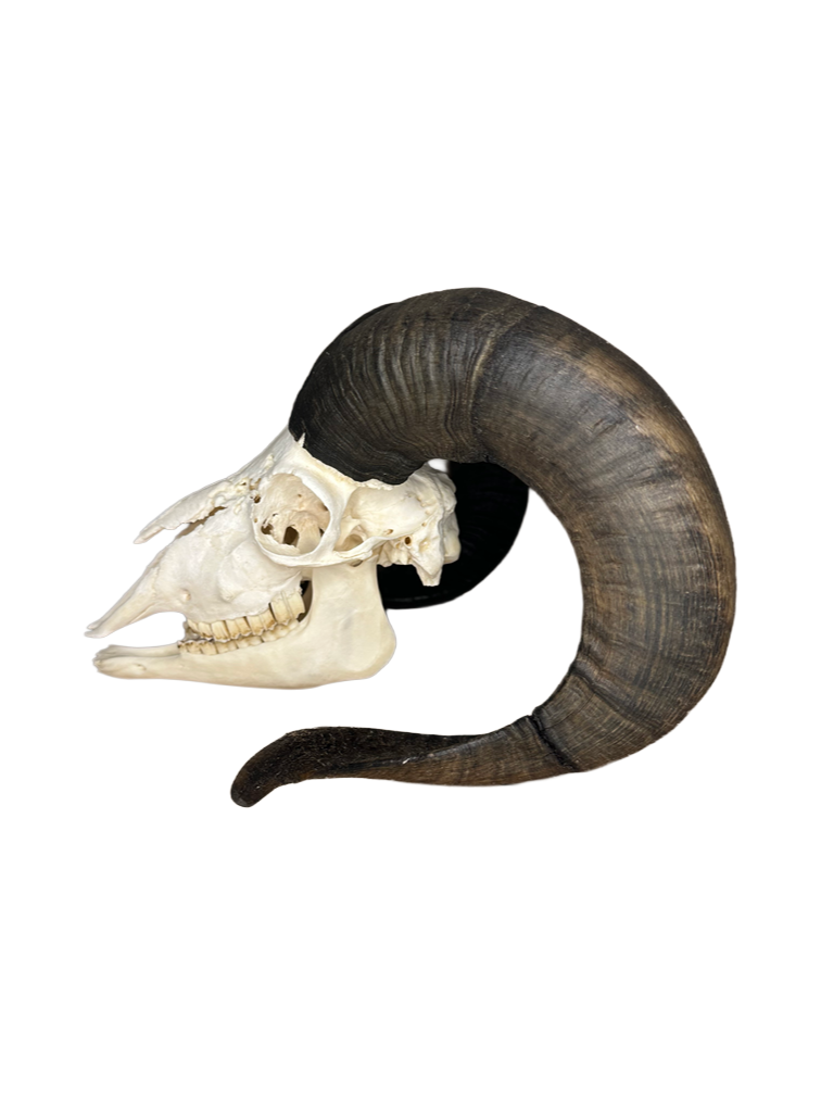Soay Schaf Schädel Nr. 7 männlich