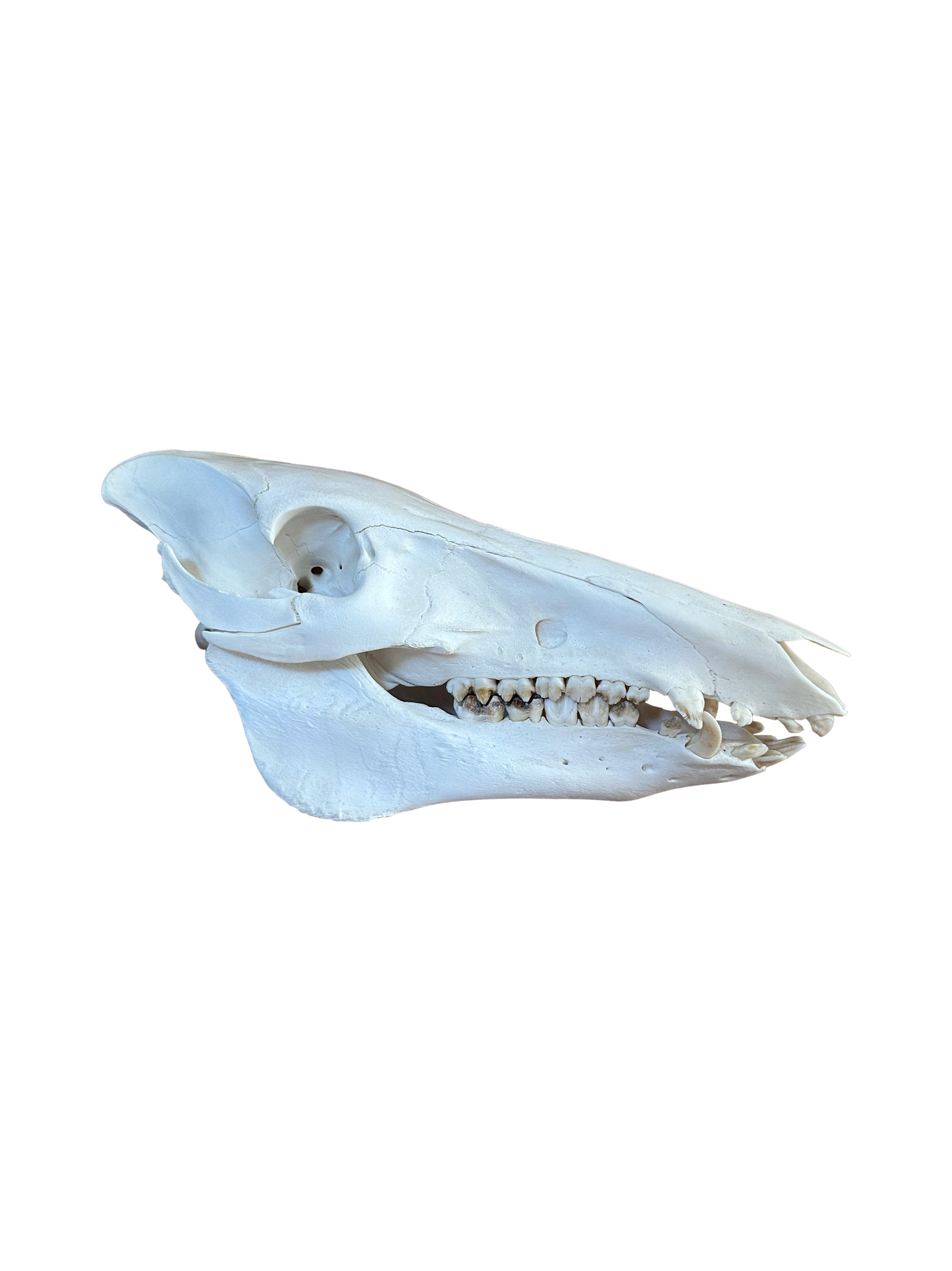Wild boar skull no. 3