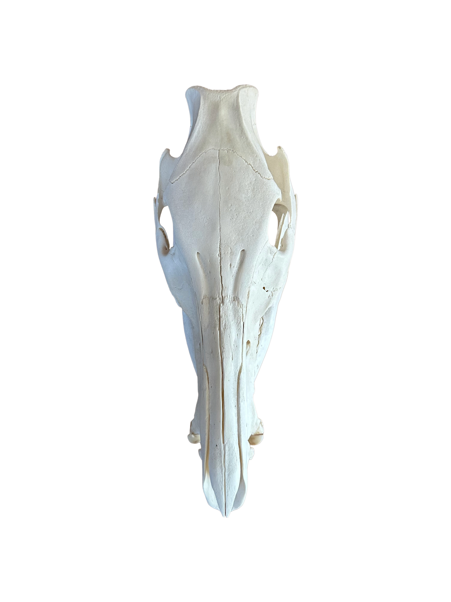 Wild boar skull no. 3