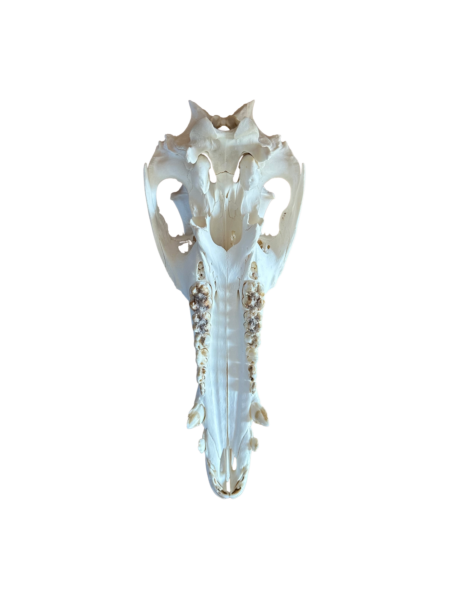 Wild boar skull no. 3