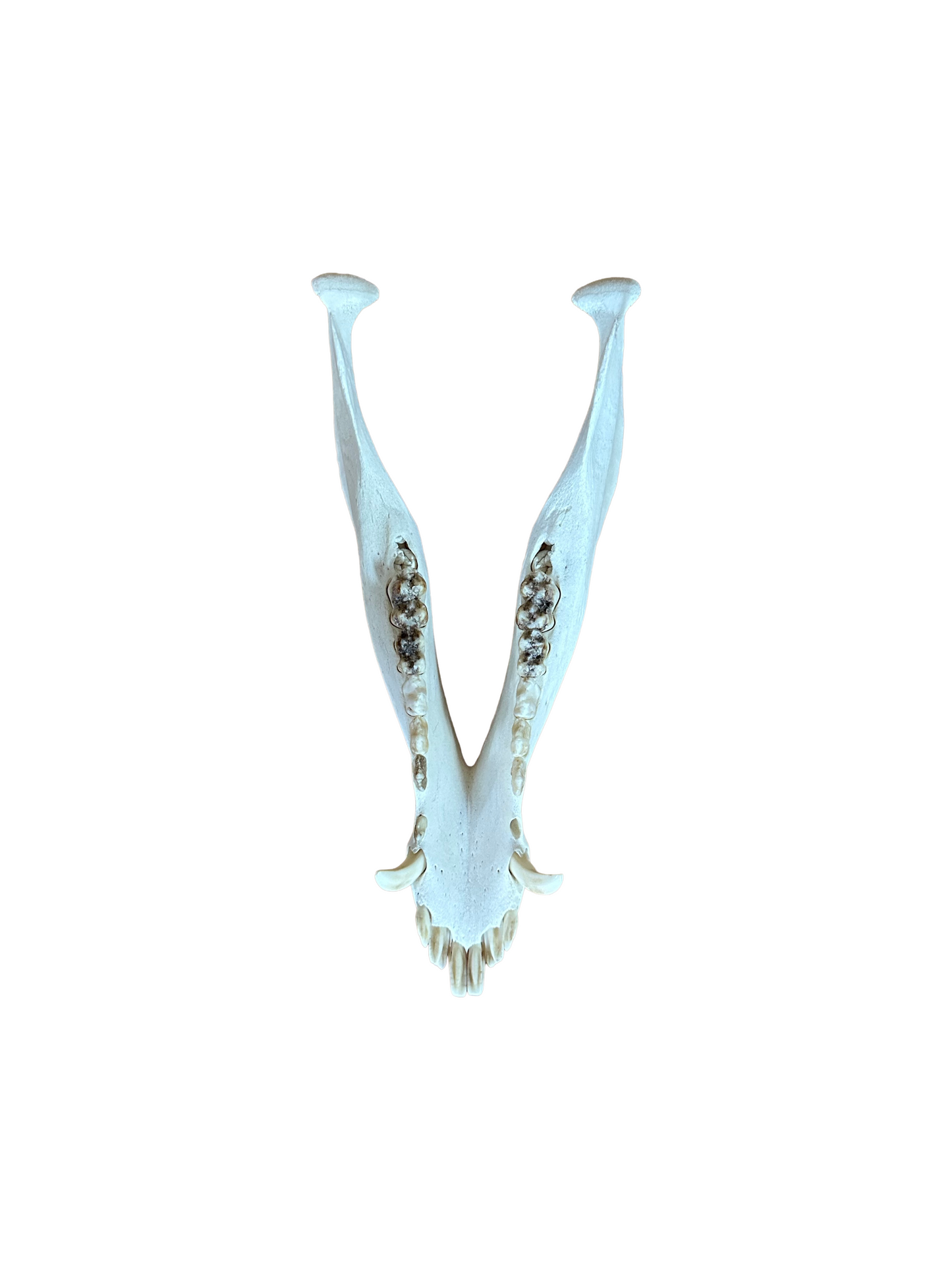 Wild boar skull no. 3