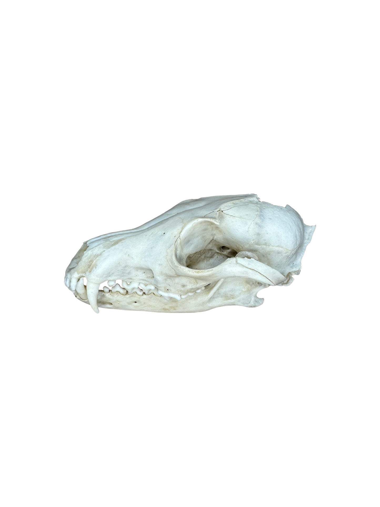 Fox skull missing teeth No. 1