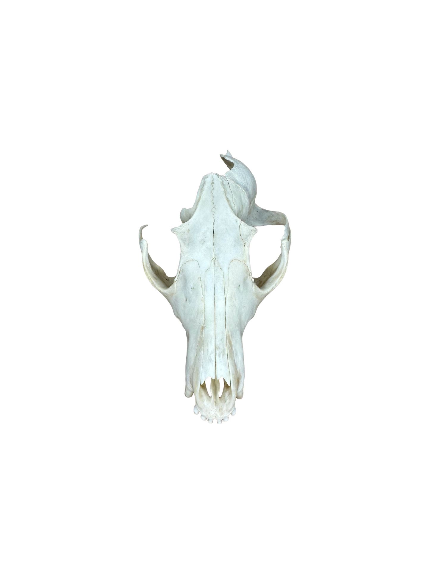 Fox skull missing teeth No. 1