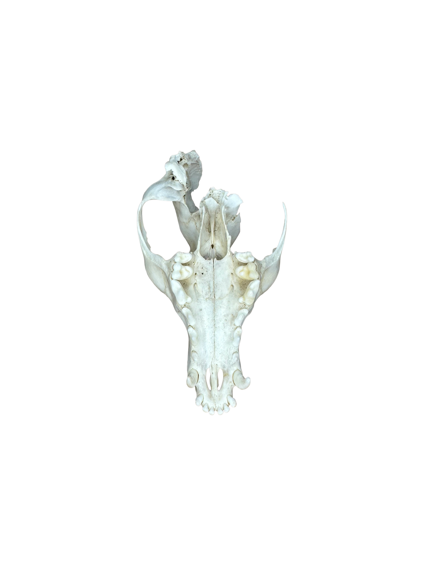 Fox skull missing teeth No. 1