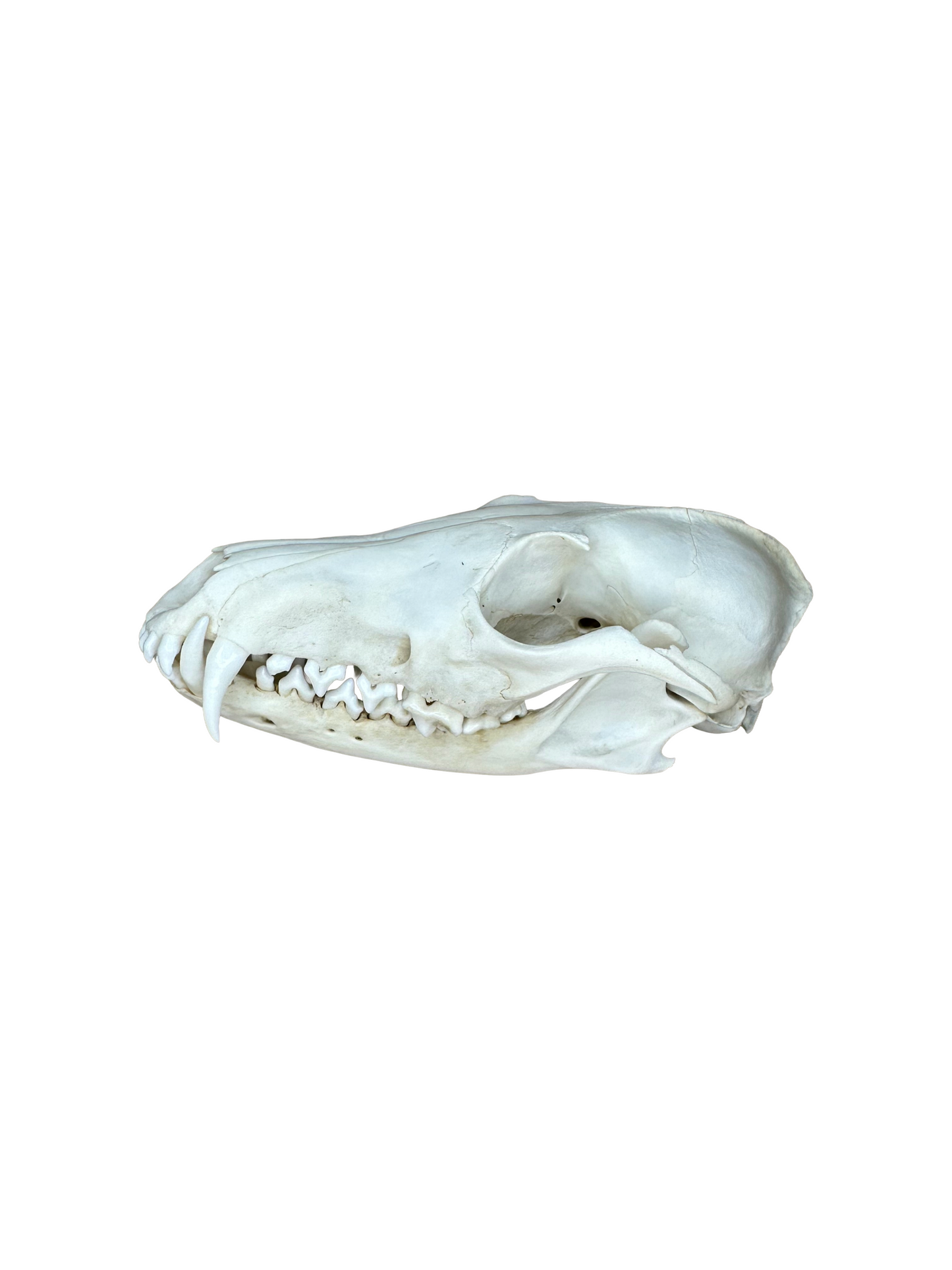 Fuchs Schädel Zahn fehlt Nr. 3