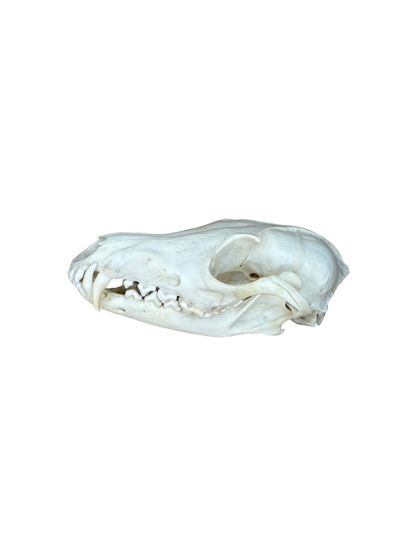 Fuchs Schädel Zahn fehlt Nr. 4
