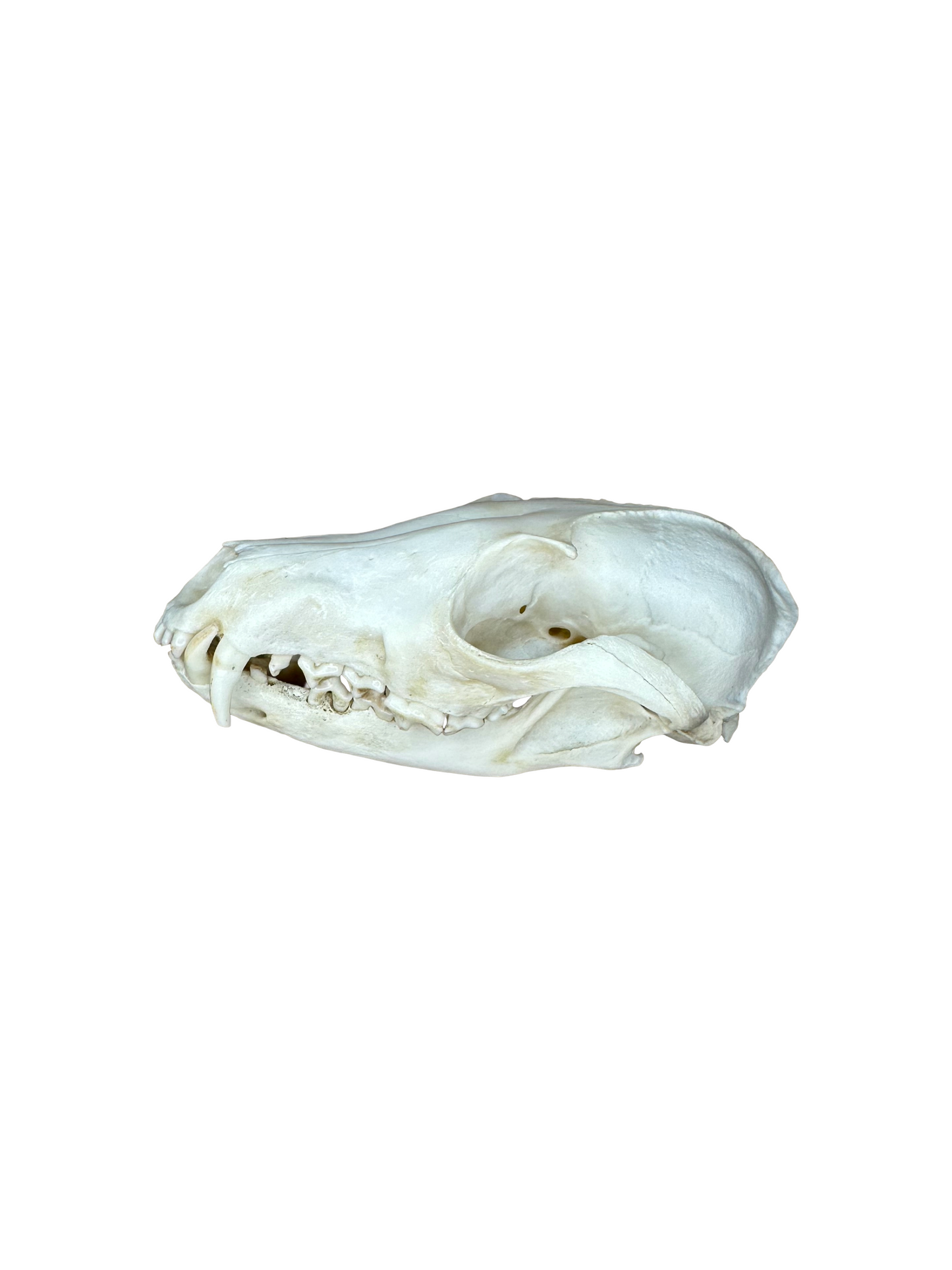 Fuchs Schädel Zähne fehlen Nr. 7