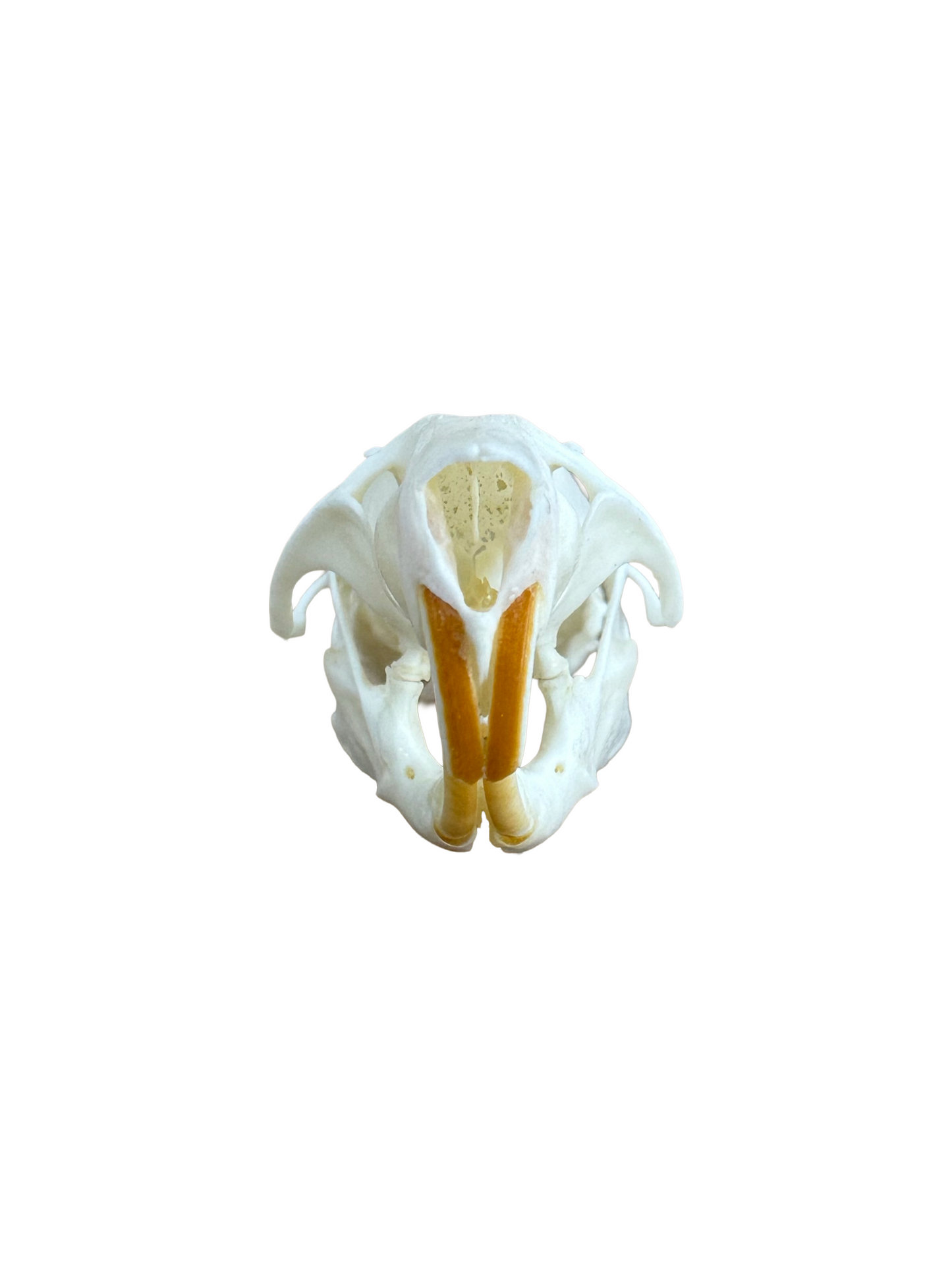 Rat skulls