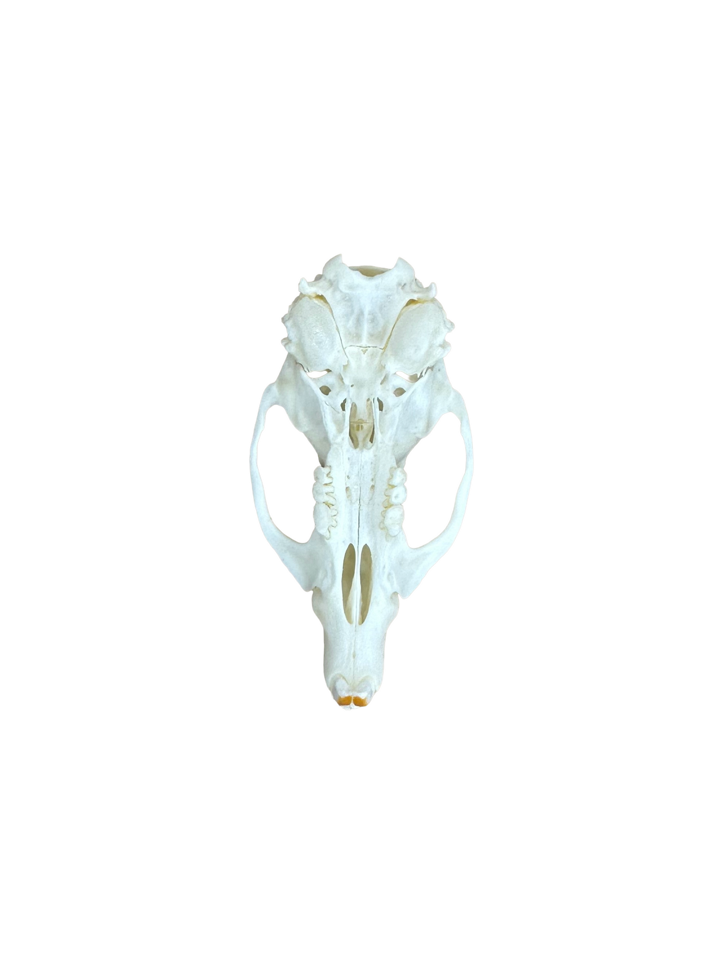 Rat skulls