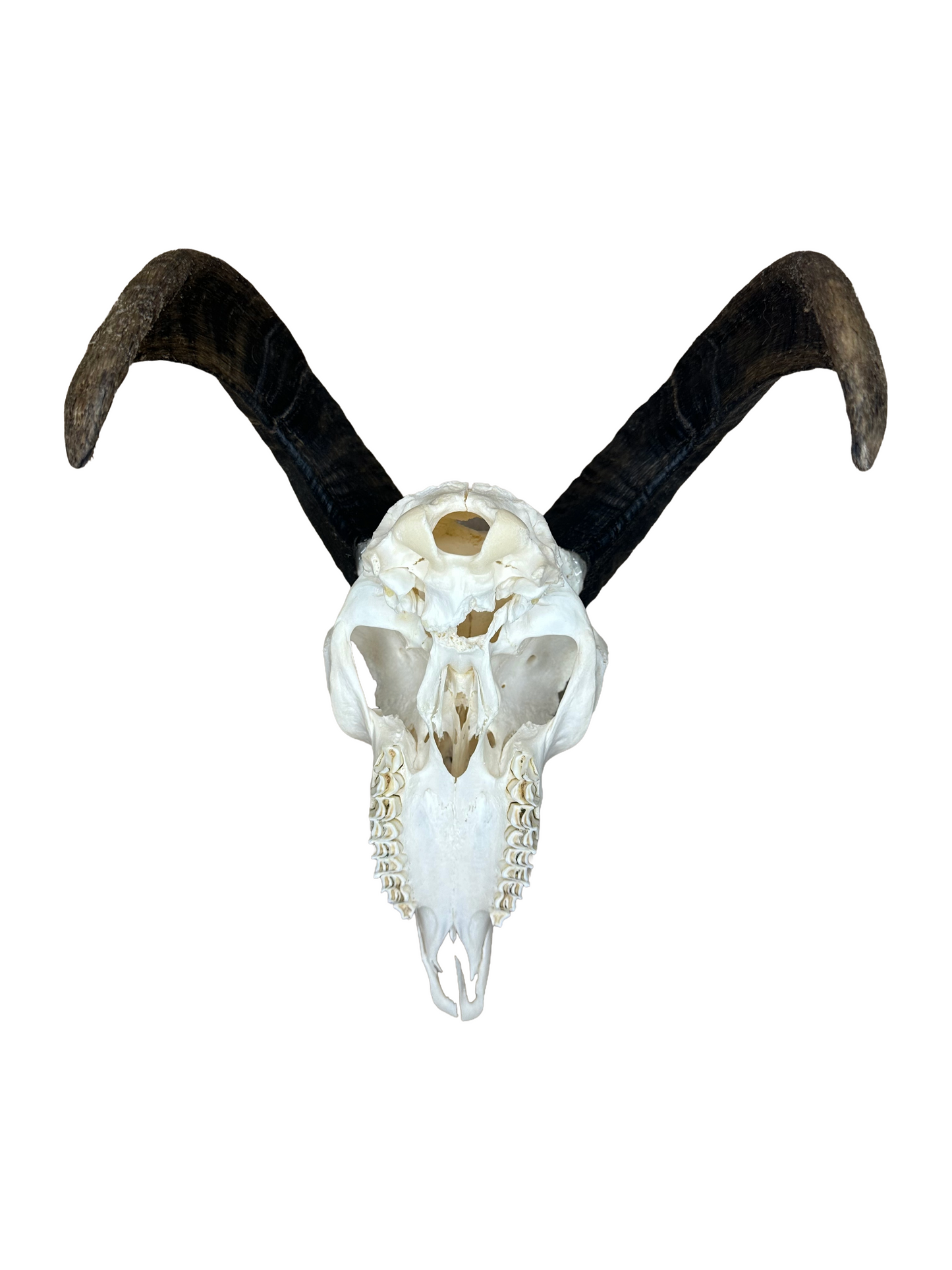 Soay Schaf Schädel Nr. 1 männlich