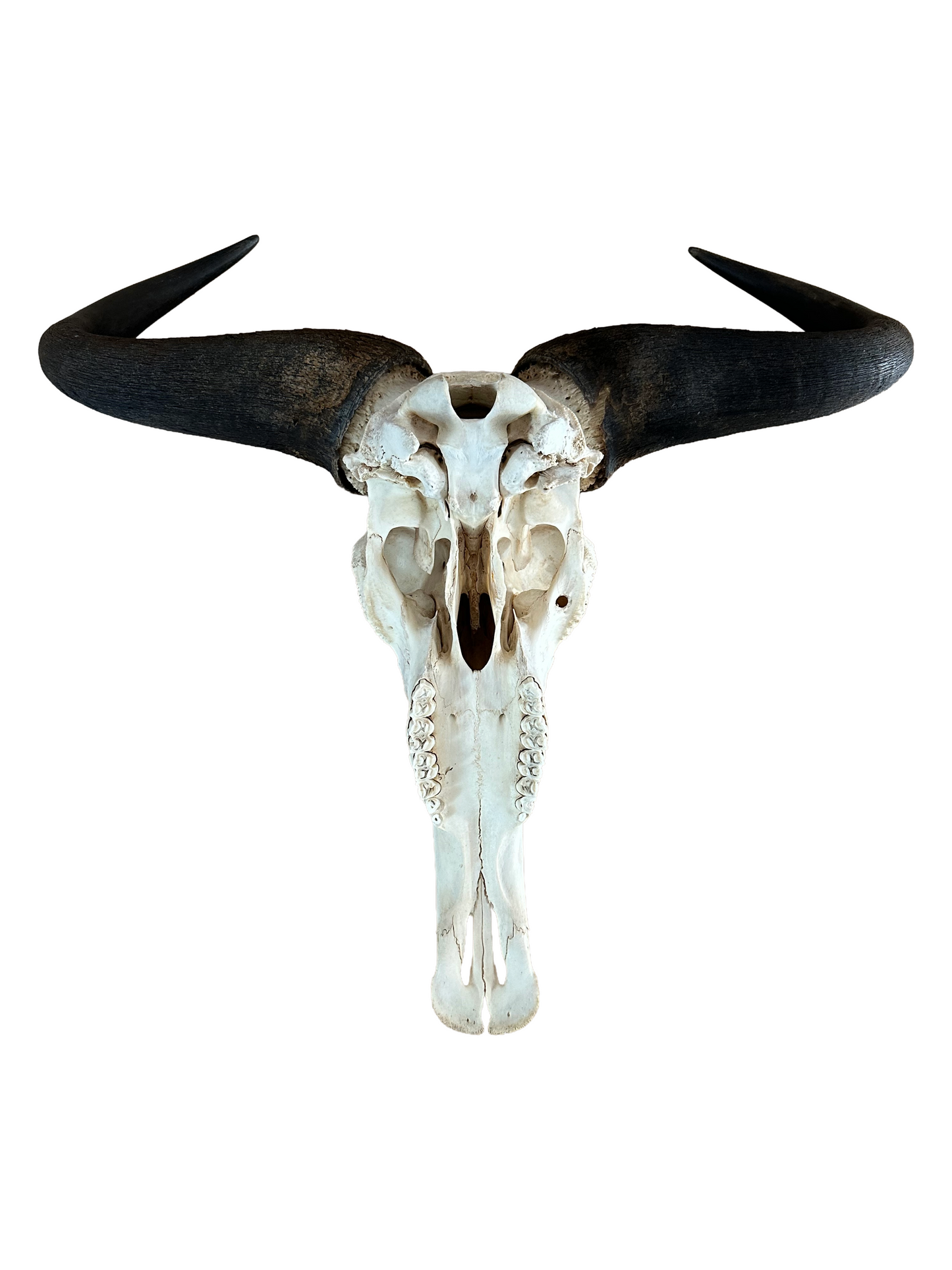 Streifengnu Schädel - 65 cm Hornspannweite