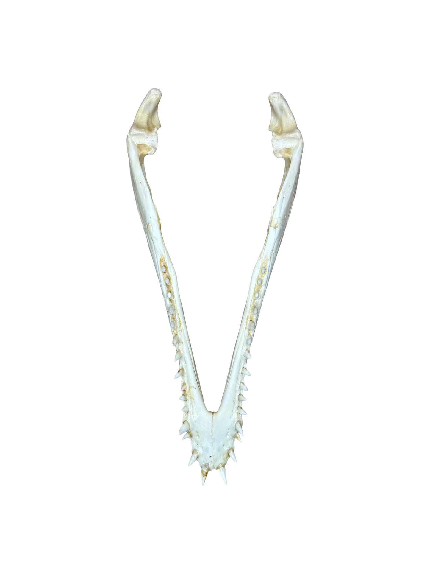 Nile crocodile skull with CITES permit, 30cm, 4002