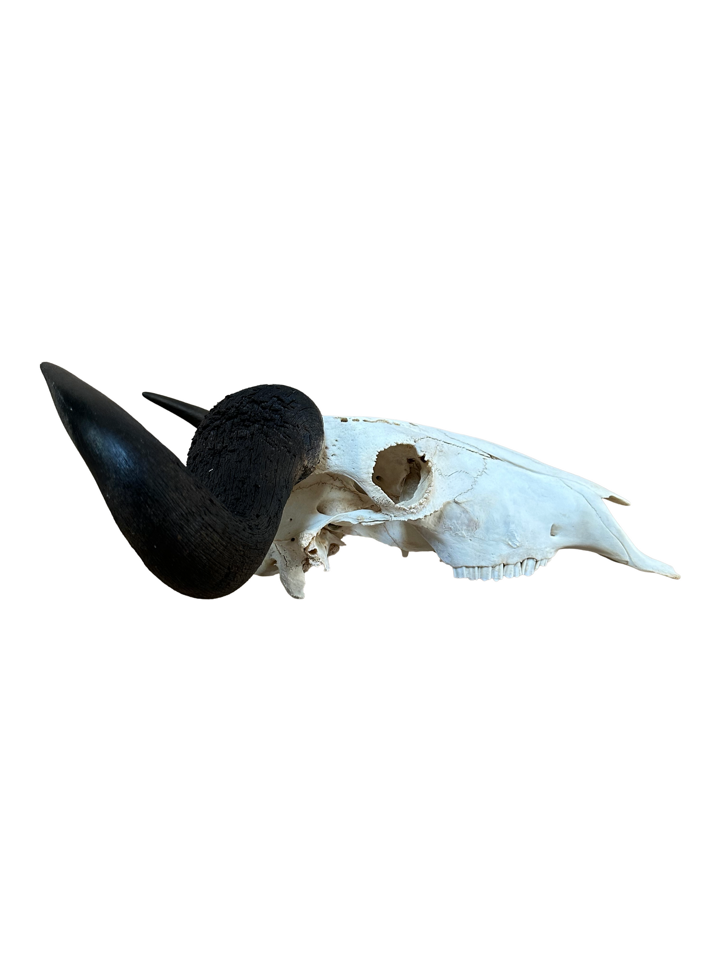 Streifengnu Schädel - 65 cm Hornspannweite