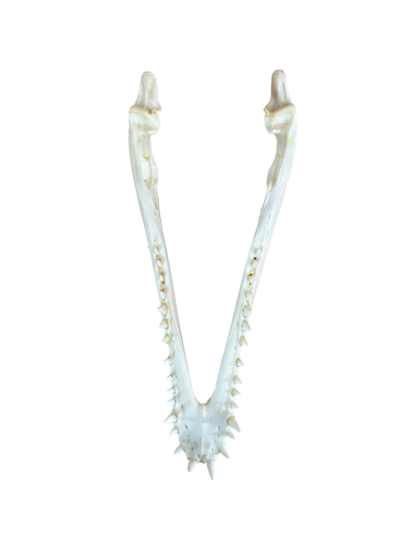 Nile crocodile skull with CITES permit, 30cm, 4002