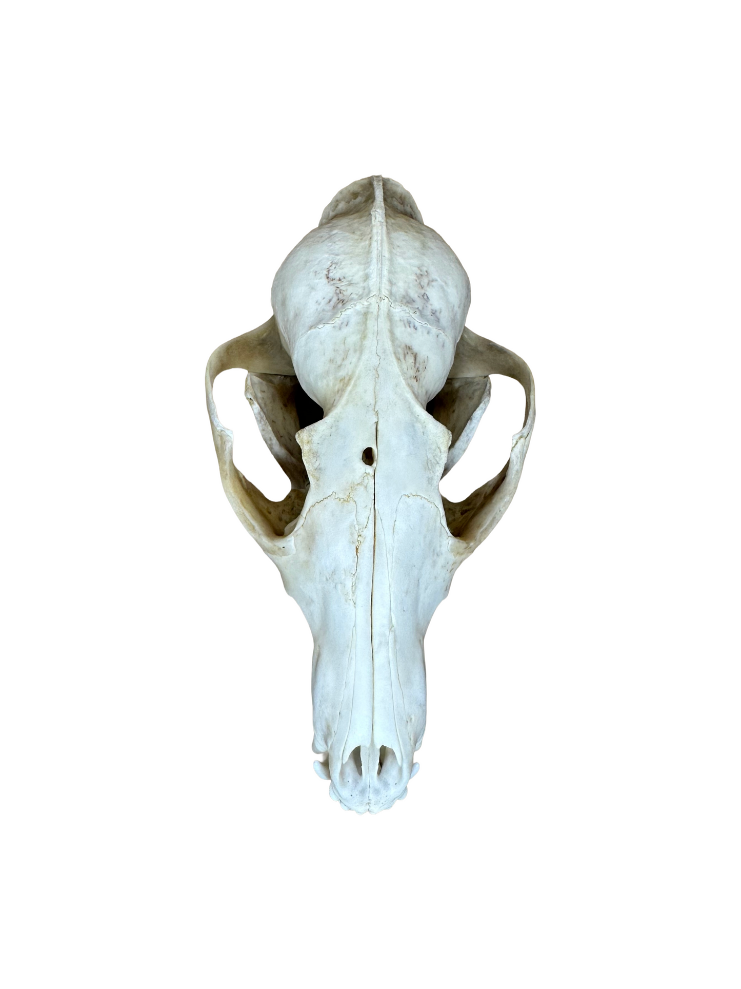 Fuchs Schädel Einschussloch Nr. 6