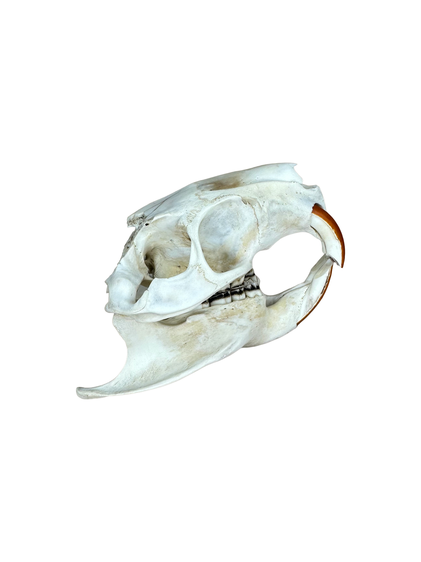 Nutriaschädel kaufen