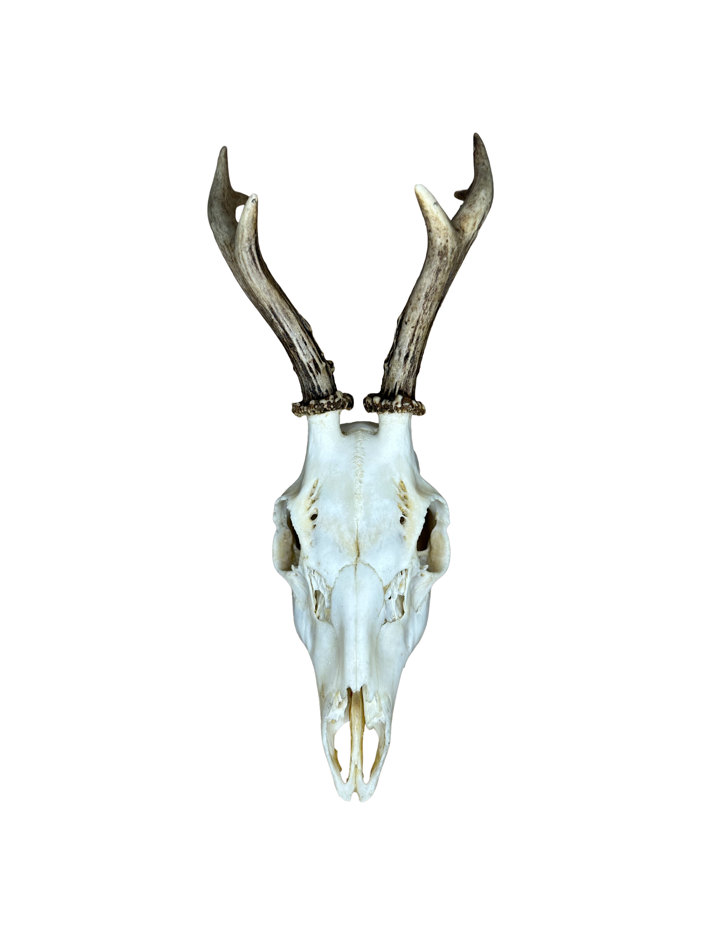 Bockschädel Rehbock Nr. 13