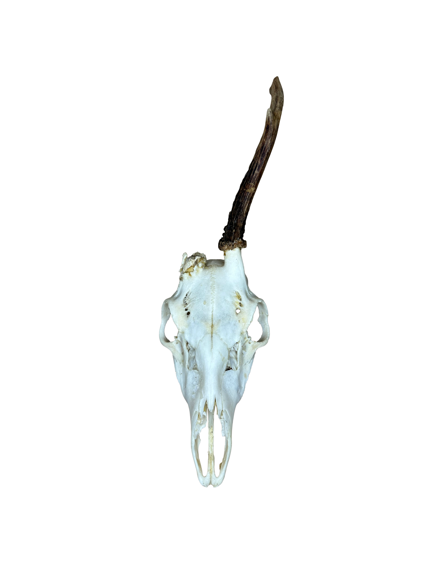 Bockschädel Rehbock Nr. 9