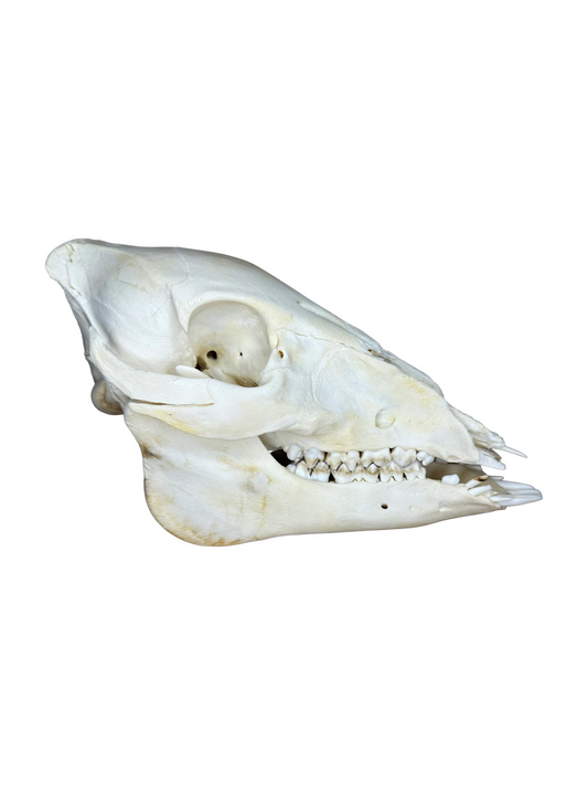 Wildschweinschädel kaufen Sau