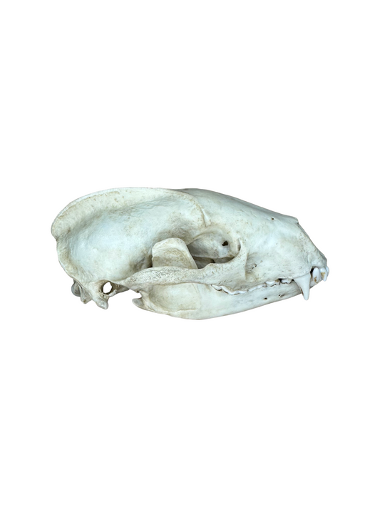 Dachs Schädel 2. Wahl Nr. 4