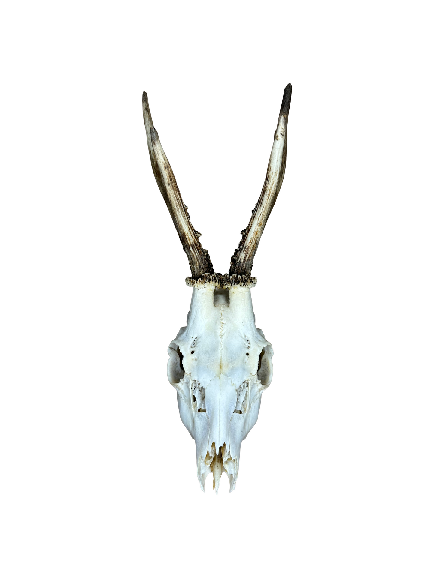 Bockschädel Rehbock Nr. 14