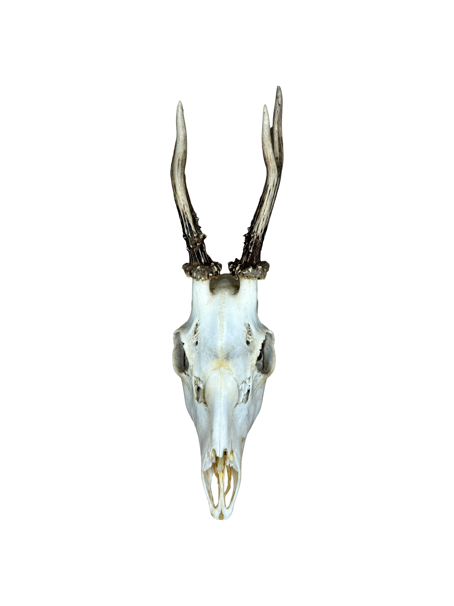 Bockschädel Rehbock Nr. 12