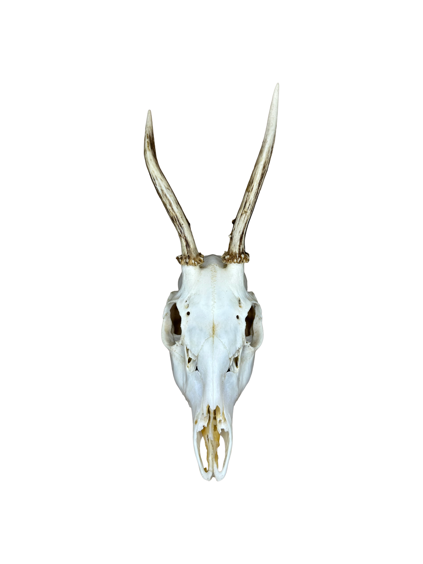 Bockschädel Rehbock Nr. 10