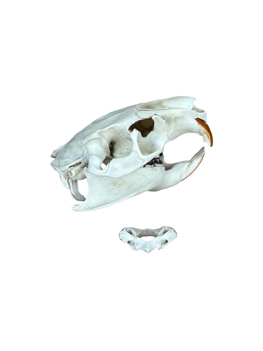 Nutria Schädel Hinterkopf fehlt Nr. 1