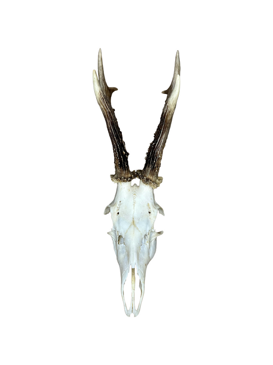 Bockschädel Rehbock Nr. 8