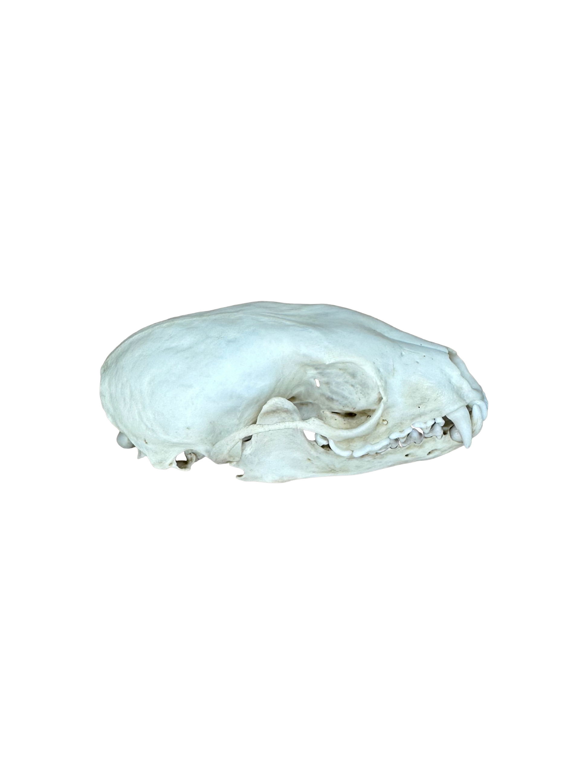 Baummarder Schädel kaufen