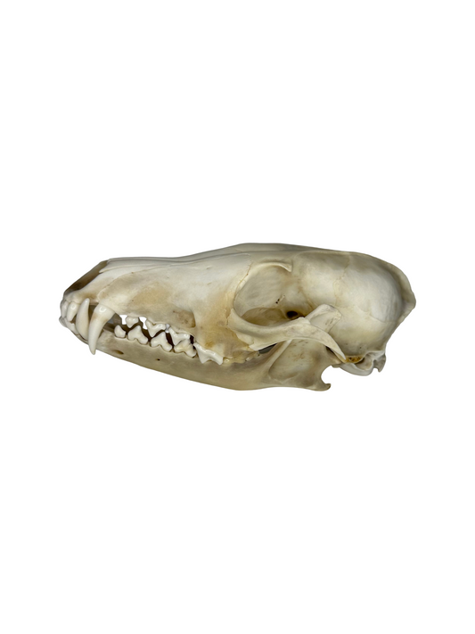 Fuchs Schädel Augenhöhle abgebrochen Nr. 4