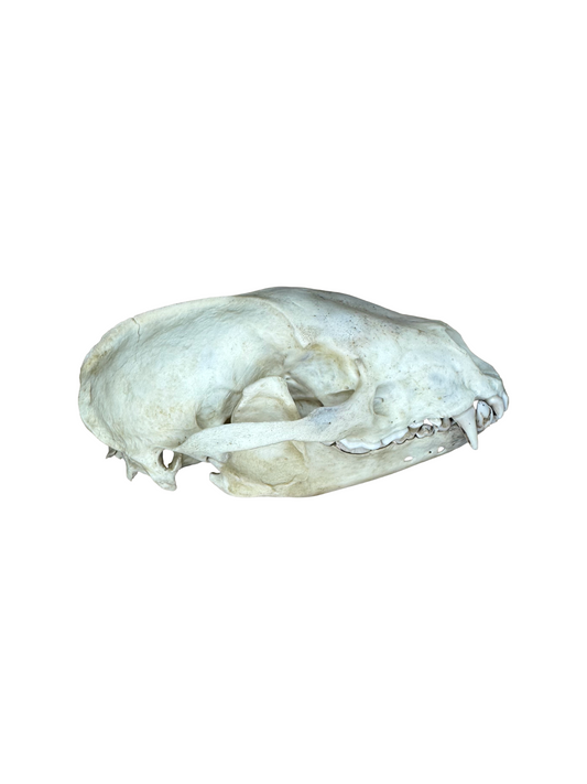 Dachs Schädel 2. Wahl Nr. 3