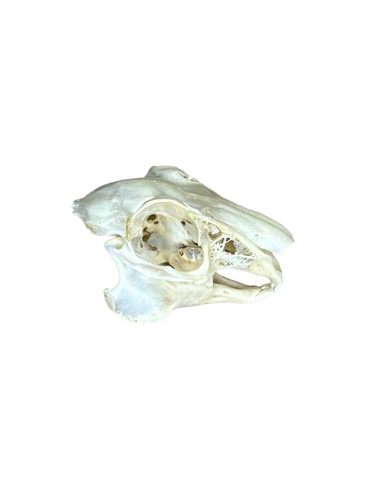 Feldhase Schädel Hinterkopf beschädigt Nr. 2