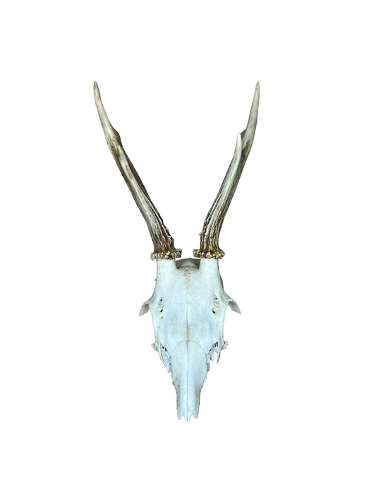 Bockschädel Rehbock Nr. 3