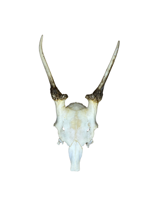 Rotwildschädel Nr. 1